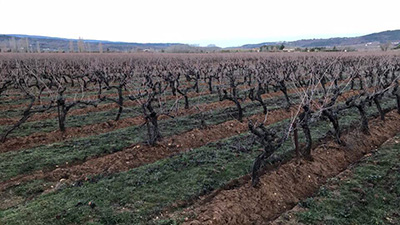 Culture biologique en Luberon