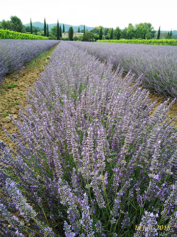 Culture biologique du lavandin