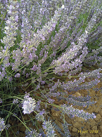 Culture biologique du lavandin